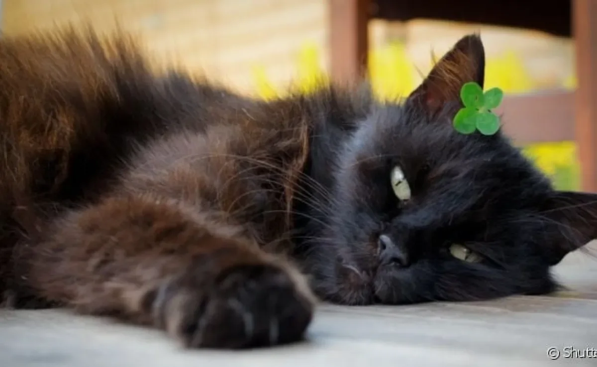  Gatos pretos precisam ser protegidos na sexta-feira 13