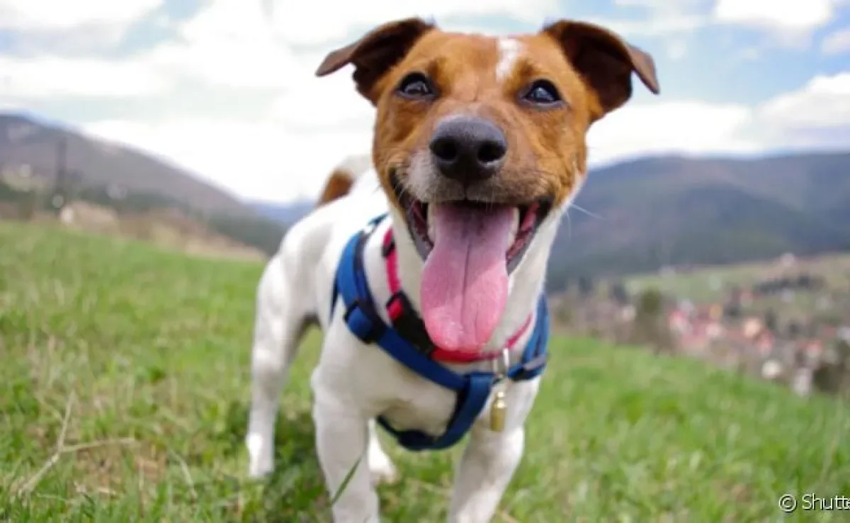  De áries a peixes, saiba o que esse ano tem para o signo dos cachorros!