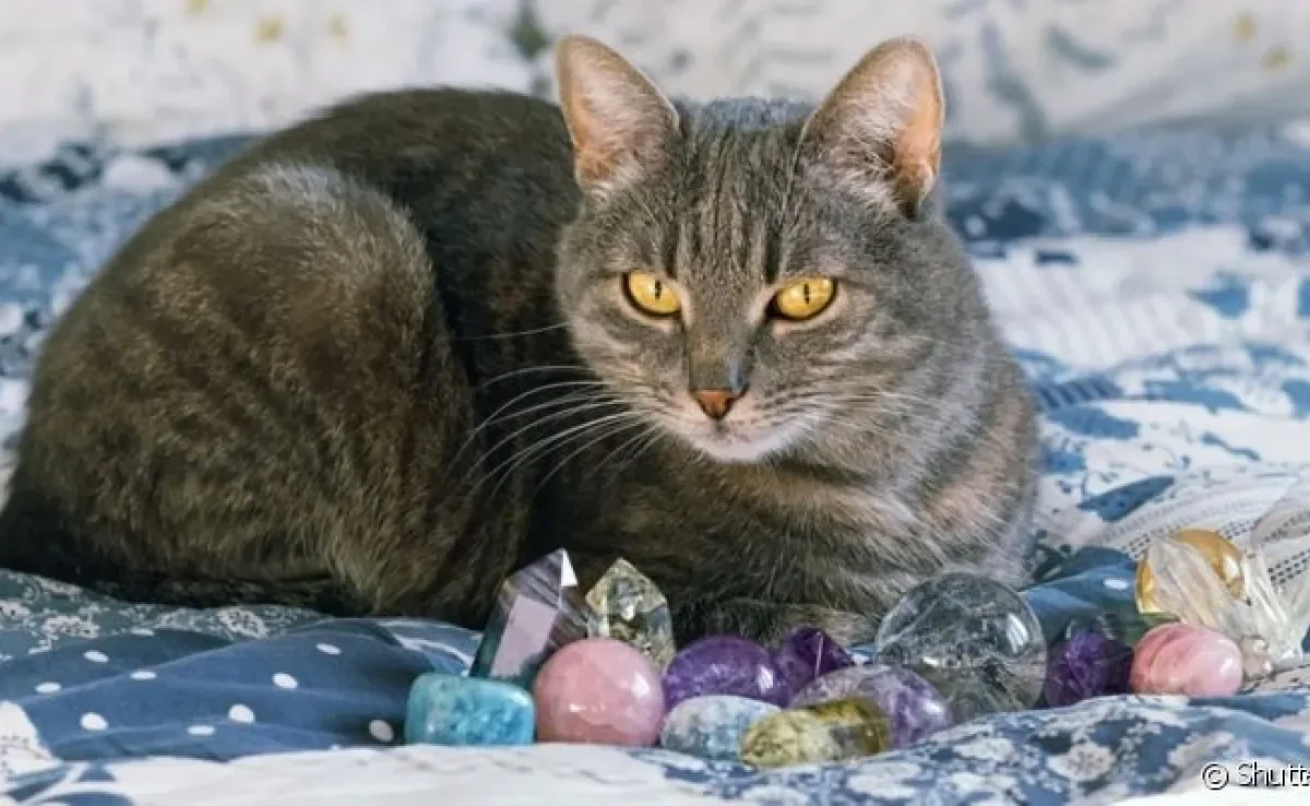  Astróloga conta o que 2023 reserva para gato de cada signo! 