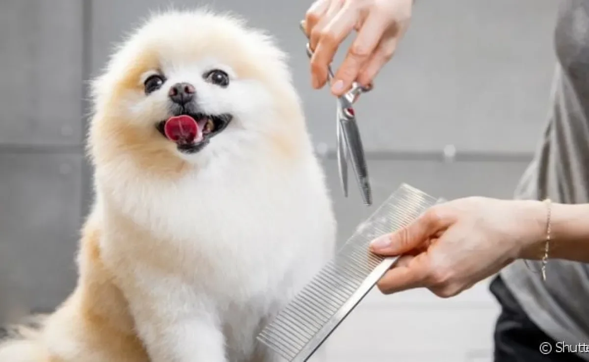  Algumas raças de cachorro devem ficar longe de um pet shop bem avaliado para tosar no calor!