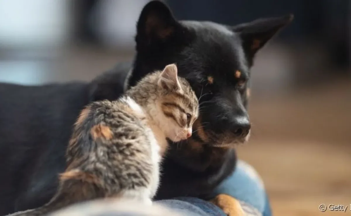 O transplante de fezes pode ser feito em cães e gatos