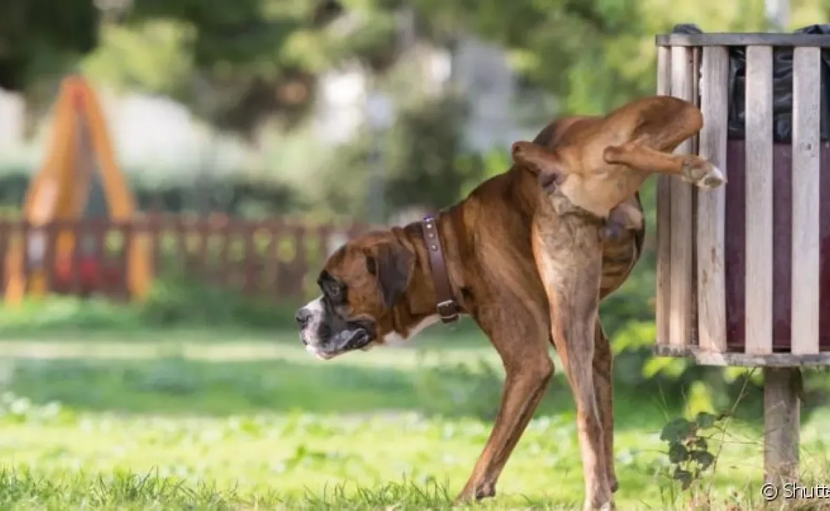 O xixi de cachorro pode revelar muitas coisas sobre a saúde do animal