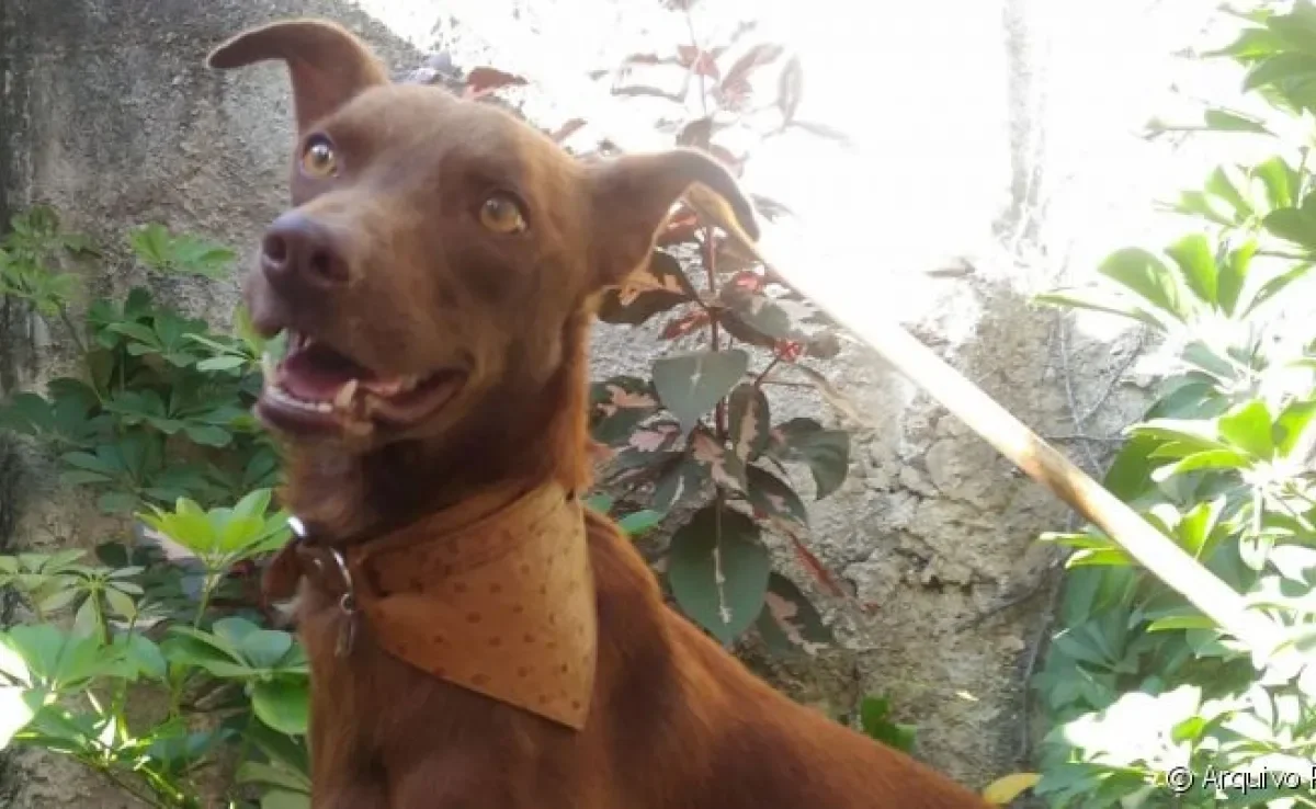 A rotina com um vira-lata marrom é cheia de amor e diversão