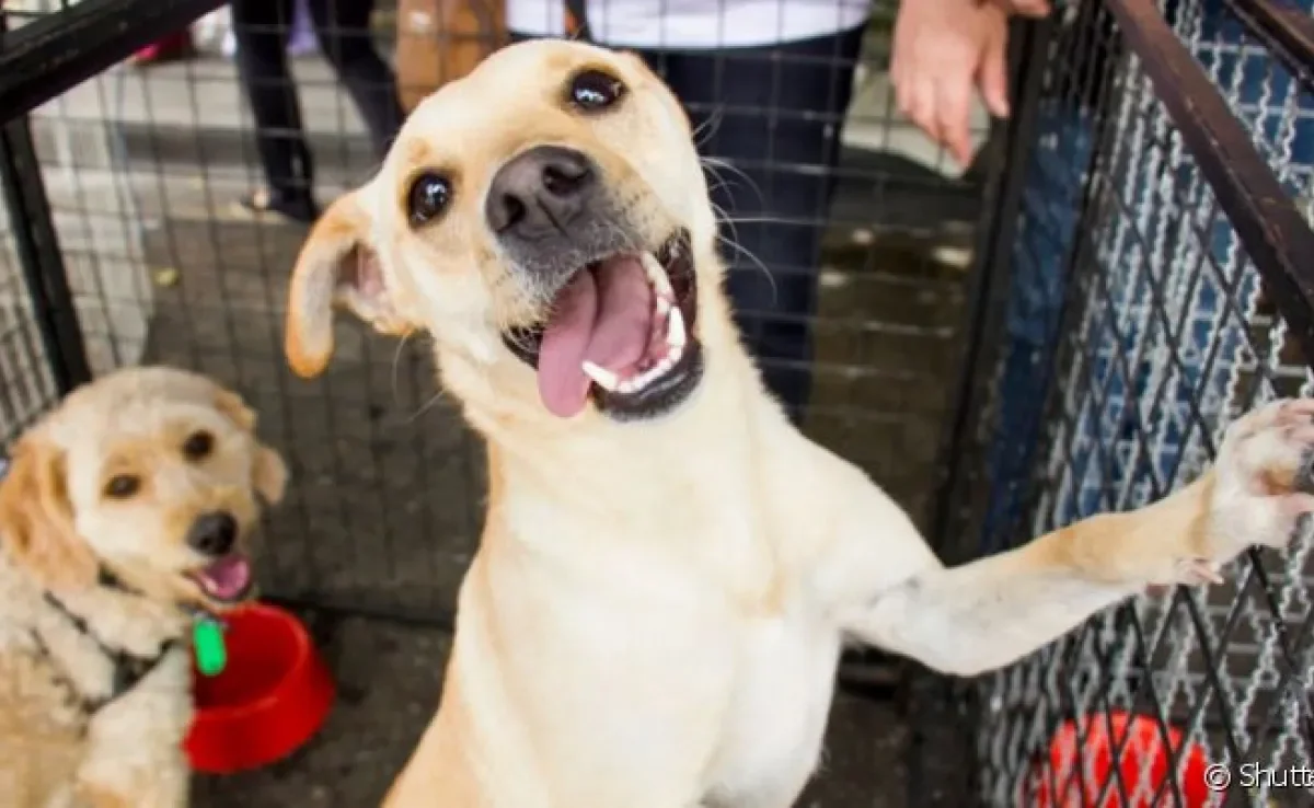 Adotar cachorro ou gato é uma grande responsabilidade. Veja se você segue os pré-requisitos para virar pai de pet!