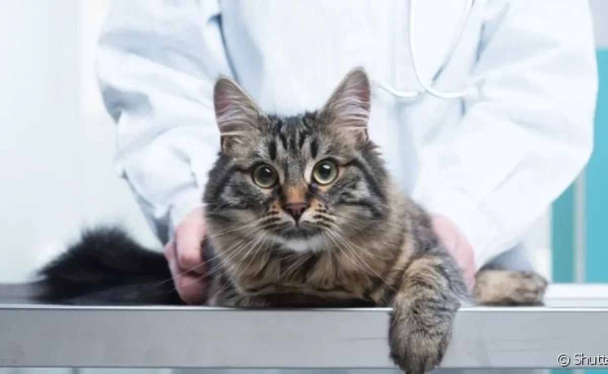  Gato picado por abelha, gato engasgado e gato envenenado são algumas emergências felinas 