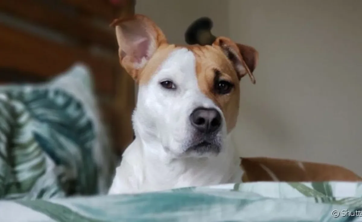  Será que meu cachorro não gosta de mim? Veja alguns sinais que indicam isso
