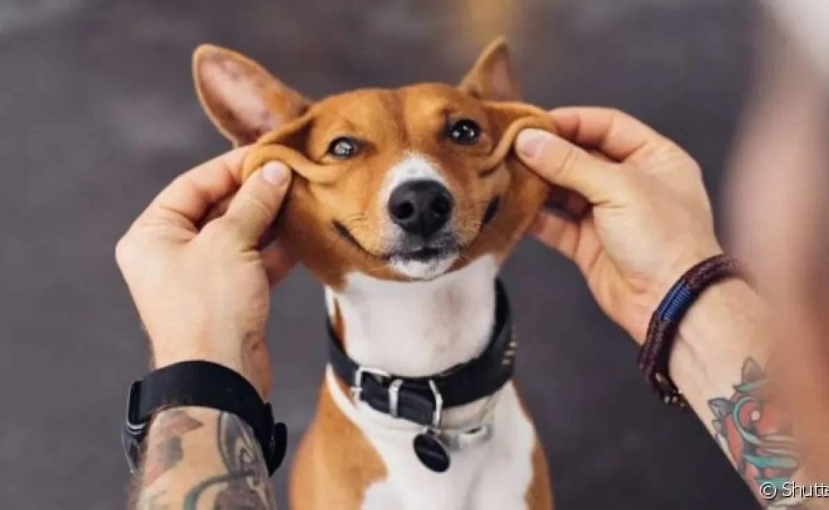  Saber como ensinar o cachorro a dar a pata pode ser simples 