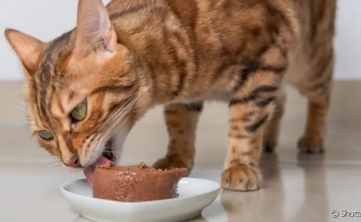 Fazer um patê caseiro para gatos é uma ótima maneira de mimar o seu bichano