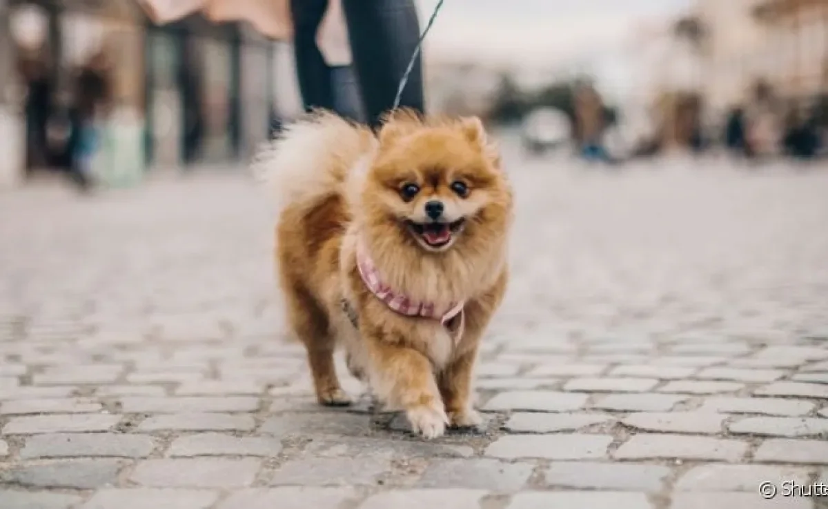  Lulu da Pomerânia e Cocker Spaniel estão entre as raças de cachorro caramelo