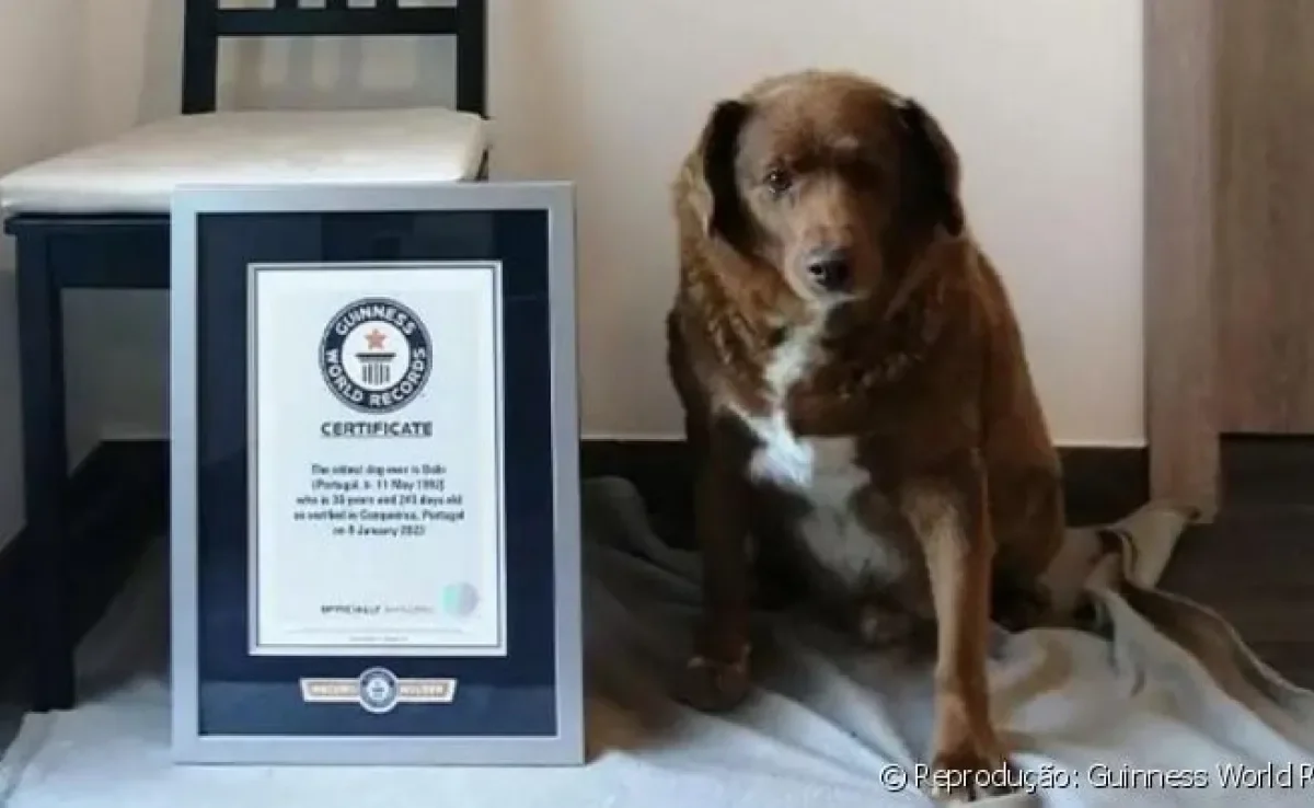 Cachorro mais velho do mundo se chama Bobi e pertence a raça Rafeiro de Alentejo