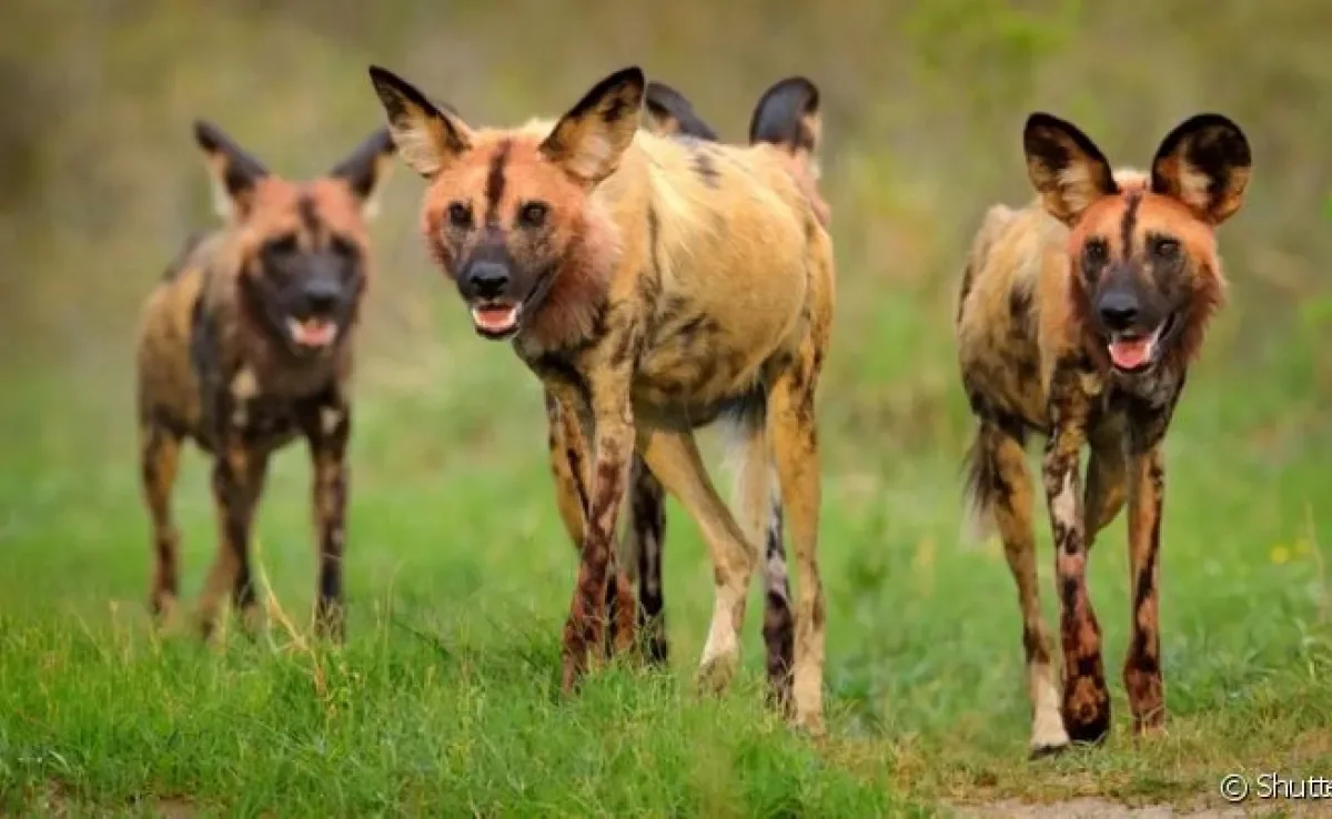 O Mabeco é um cachorro selvagem sociável que vive em bando e toma as decisões por meio de votos