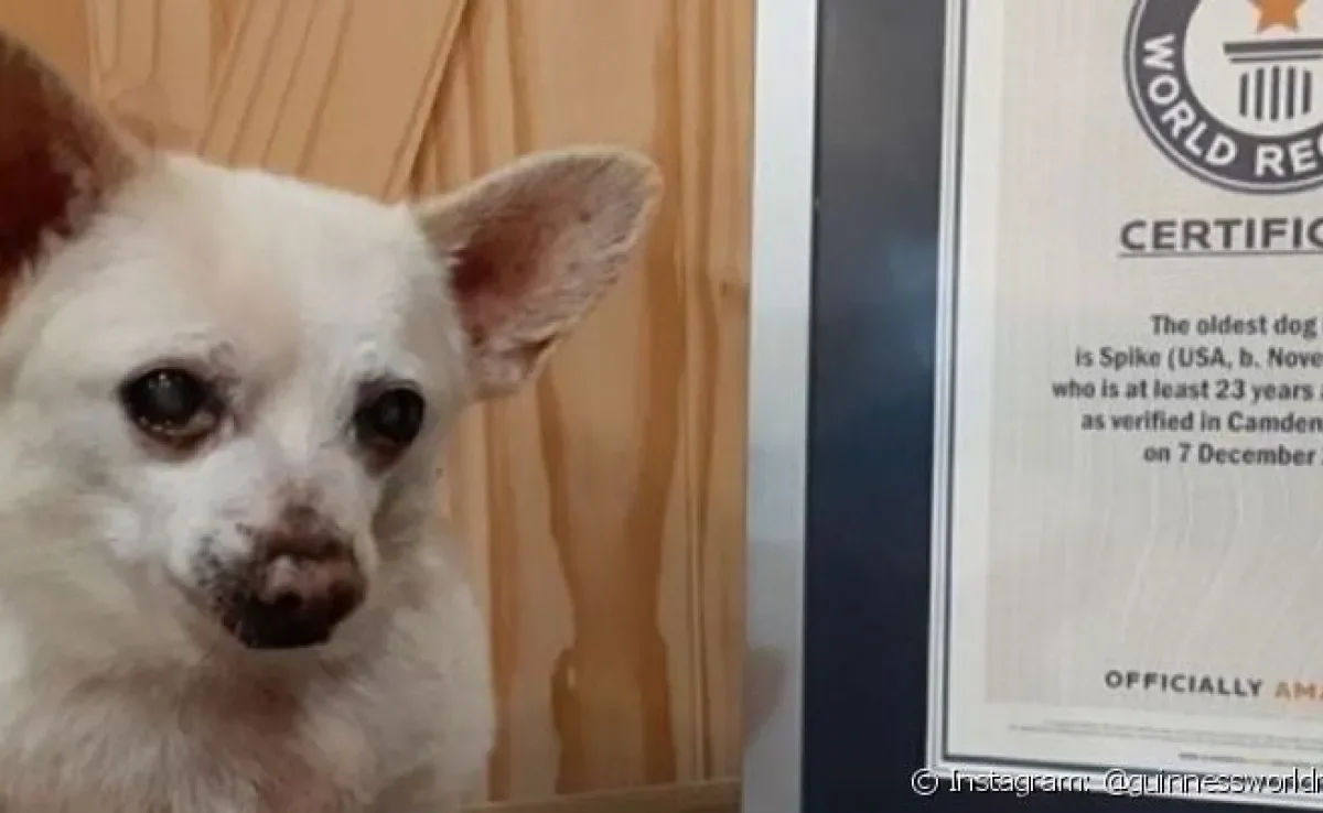 O cachorro mais velho do mundo é uma mistura de Pinscher de 23 anos chamado Spike