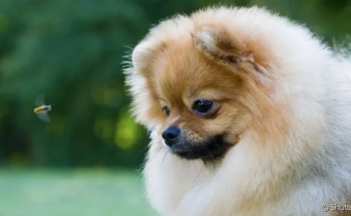 Cachorro picado por abelha: veja dicas do que fazer de imediato