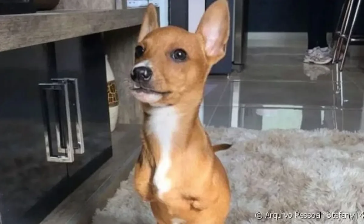 O Charlie é um cachorro com deficiência que nasceu sem as patinhas da frente