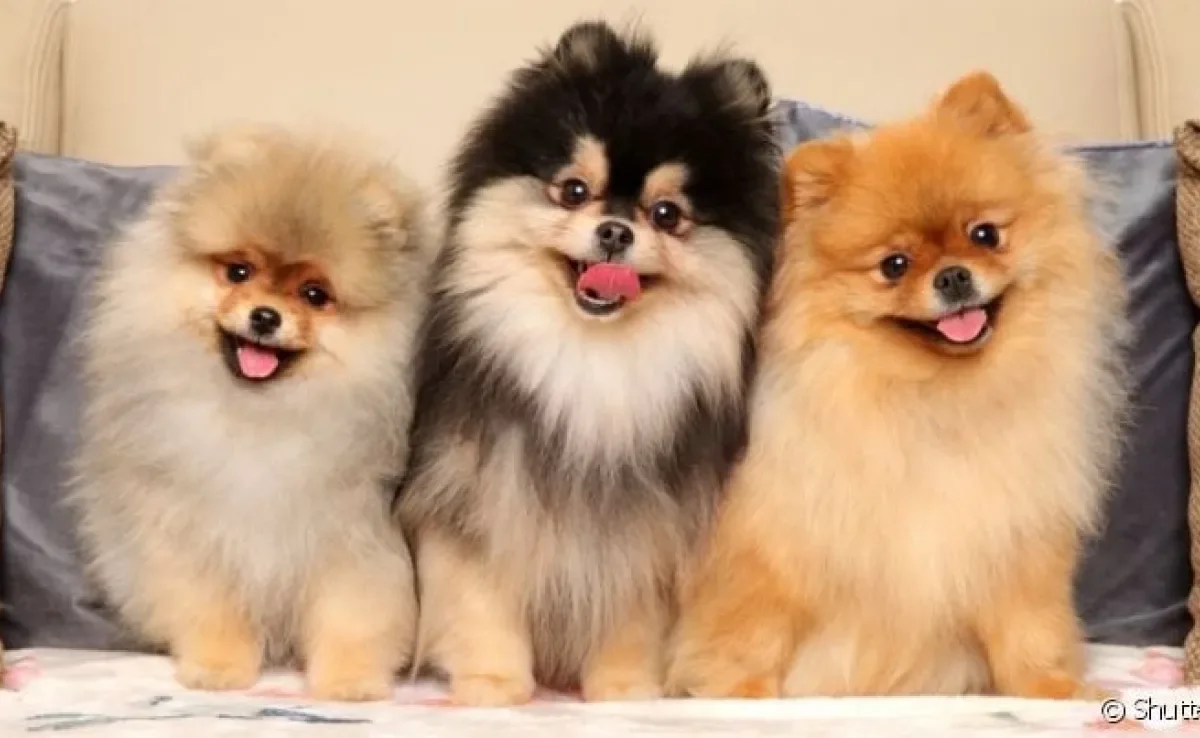 Spitz: cachorro que parece um lobo classifica diversas raças de vários tamanhos