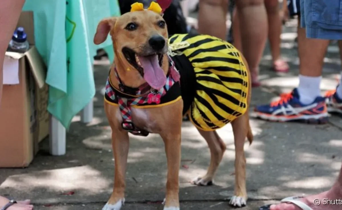 Carnaval pet: cão e tutor podem aproveitar a folia juntos!