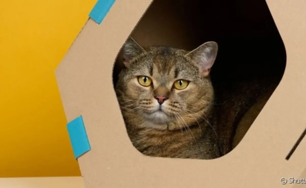 Aprender como fazer casinha de papelão para gato é prático e fácil