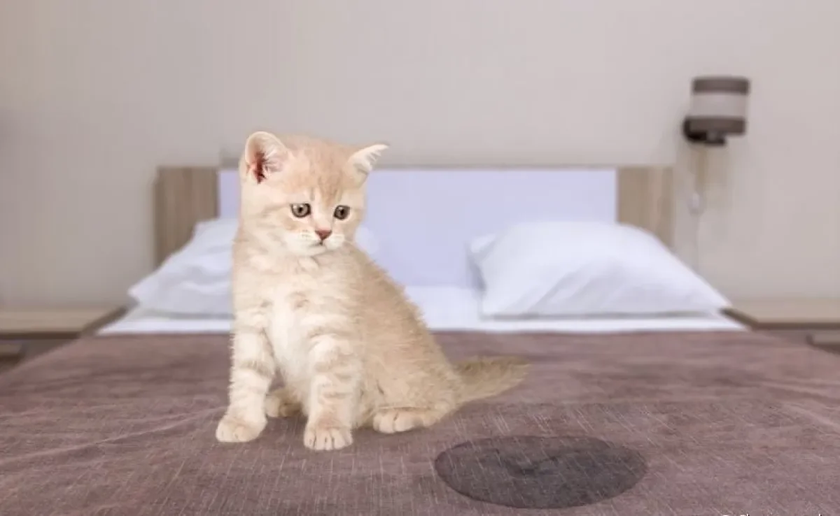  Aprender como tirar cheiro de xixi de gato não é difícil, mas requer alguns cuidados 