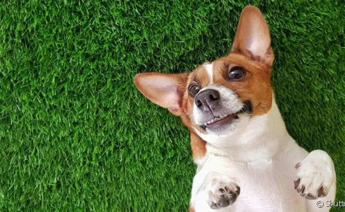 A grama artificial para cachorro é ótima para o cão se divertir e fazer suas necessidades