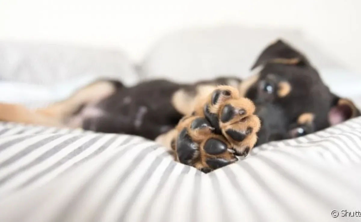 Um bom hidratante para patas de cachorro pode ser facilmente encontrado em pet shops