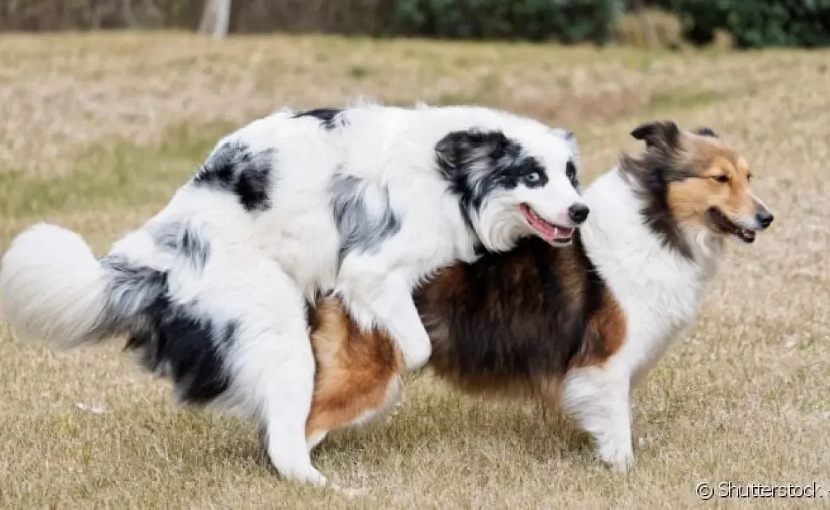 Cruzamento de cachorros parecidos - que não sejam da mesma família - é o mais indicado.