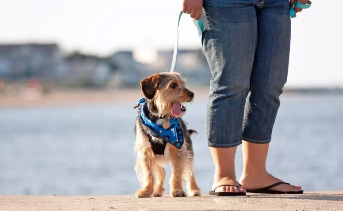  As patas do cachorro queimam no asfalto, por isso é importante evitar sair no sol intenso 