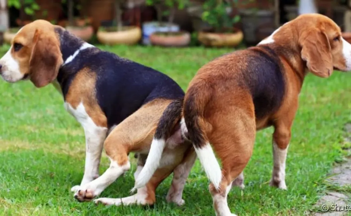Existem algumas explicações do porquê os cachorros ficam grudados depois de cruzarem