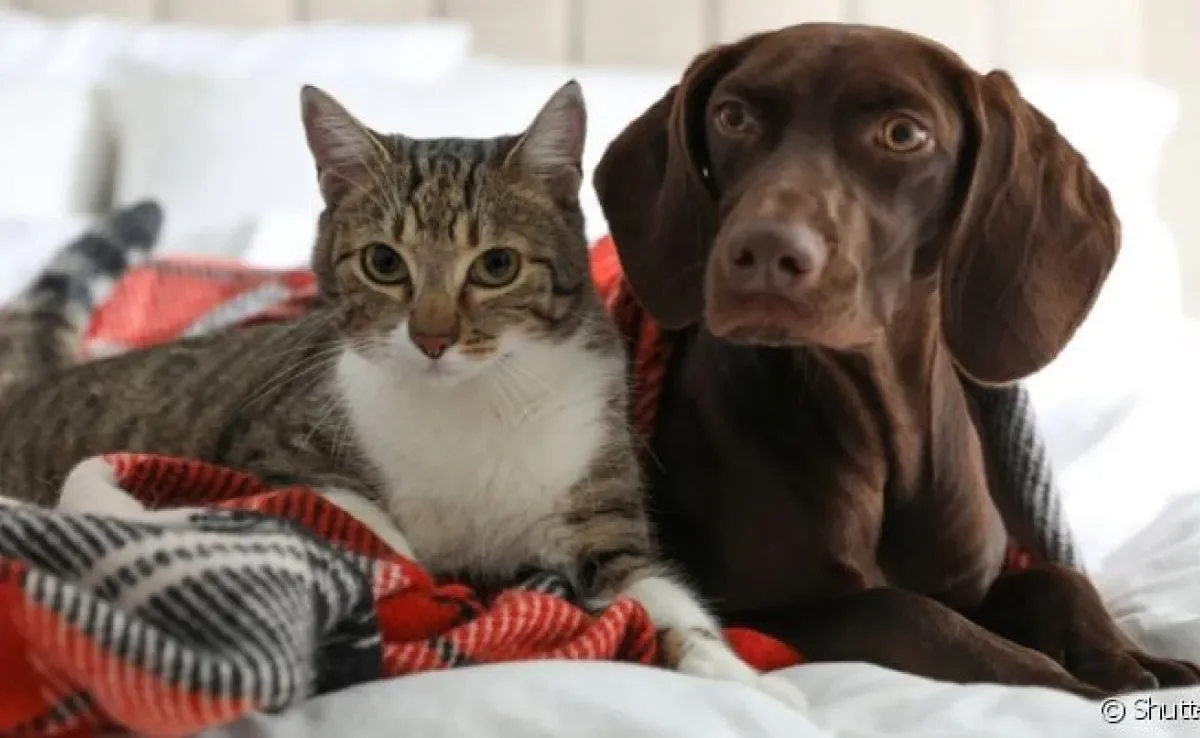 Para evitar queimadura em cachorro e gato, é importante saber como agir durante um incêndio