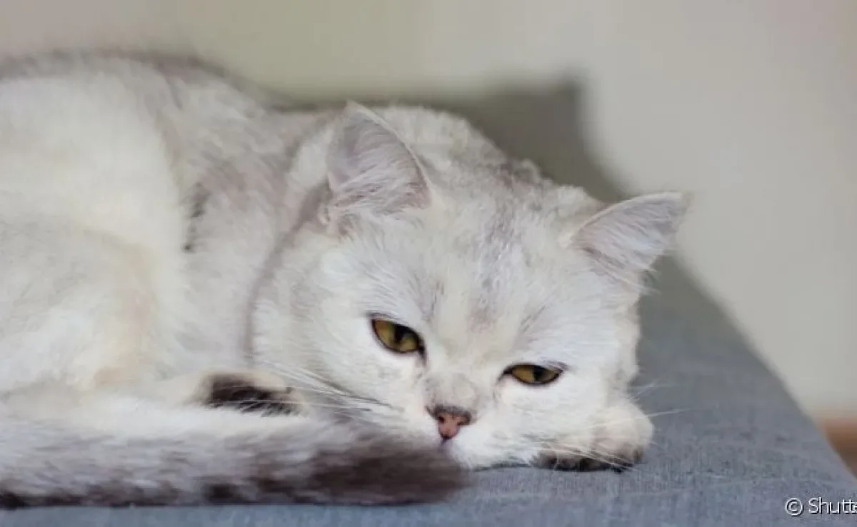 A doença renal crônica é bastante grave em gatos e pode levar à insuficiência dos rins