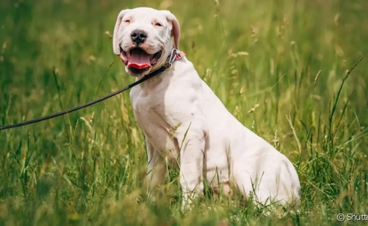 O Dogo Argentino é um cachorro carinhoso, protetor e muito fiel