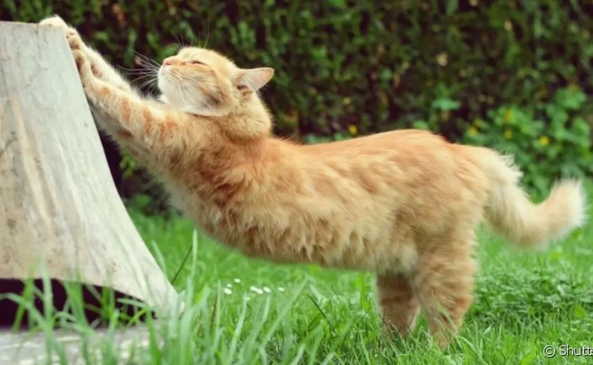  Esqueleto de gato é escondido por uma densa pelagem que encobre mais de 200 ossos.