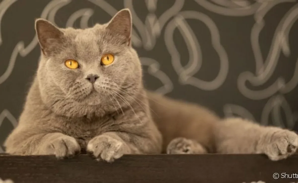 A FIV felina é uma doença altamente transmissível que deixa a imunidade do gato debilitada