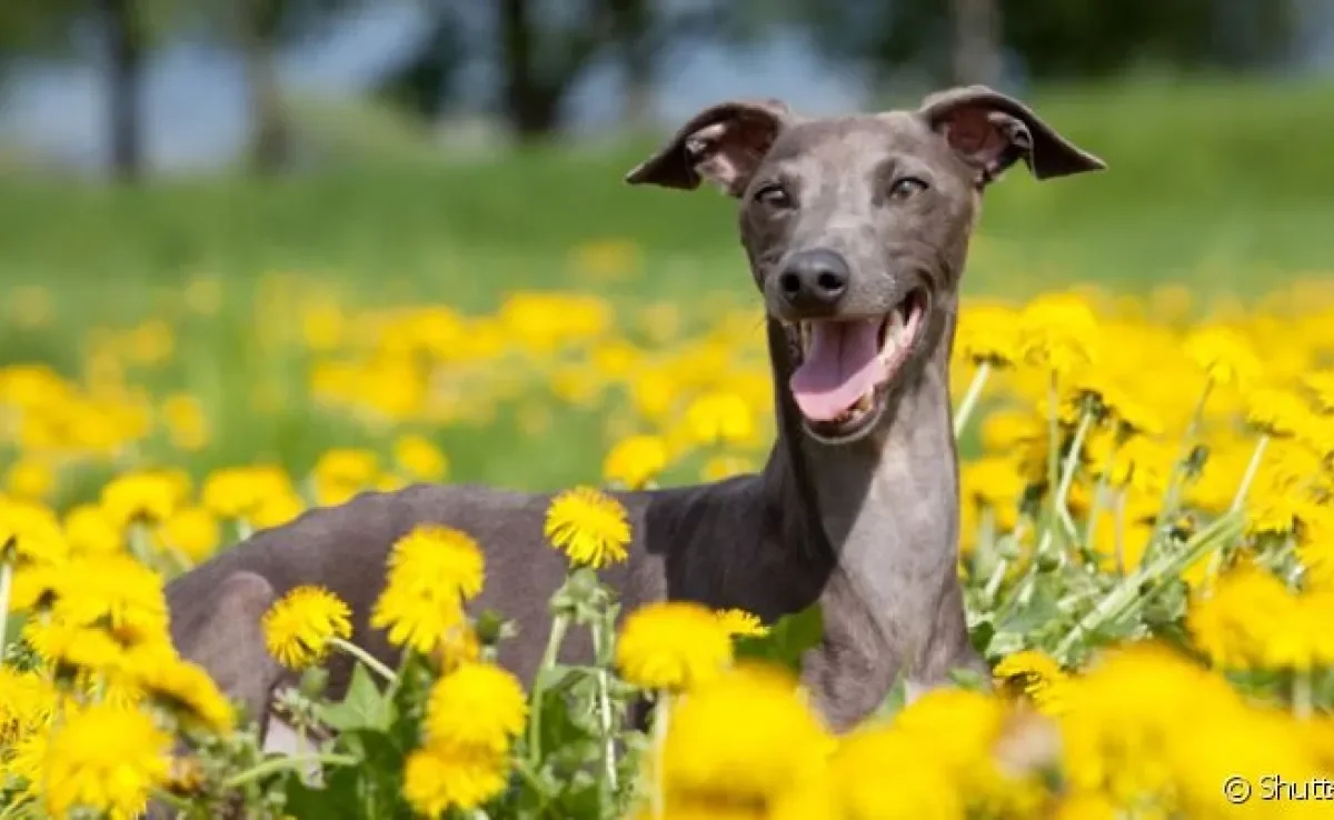 O Galguinho - ou Galgo Italiano - é um cachorro elegante e que não dá muito trabalho