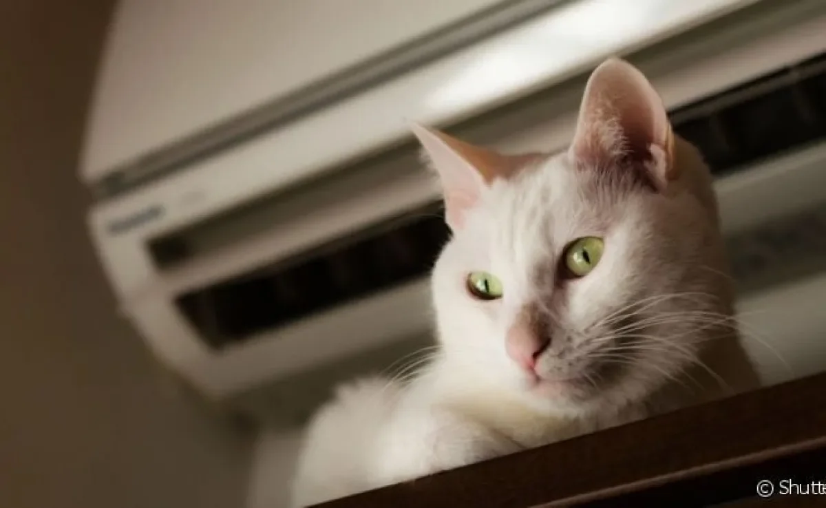O gato com calor pode se refrescar de diferentes formas, e o ar condicionado é uma delas