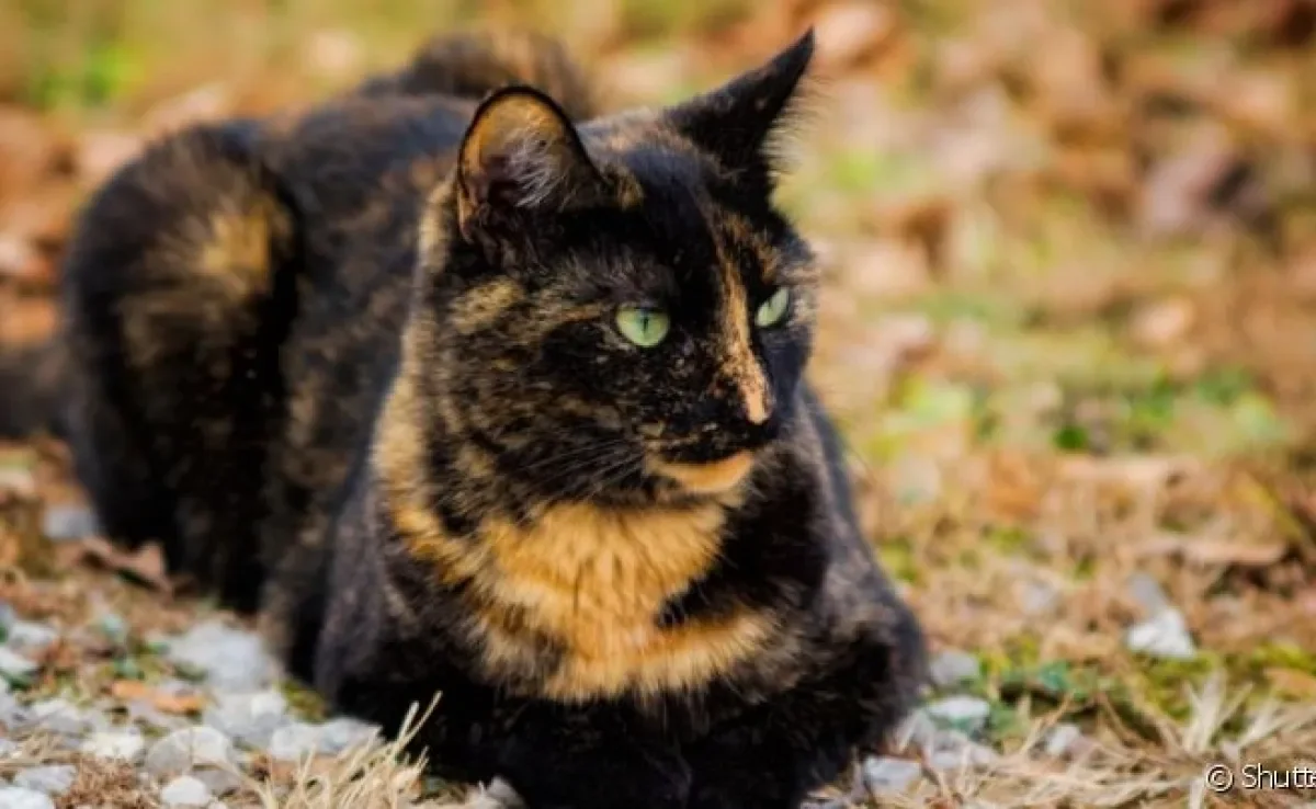 O gato escaminha é aquele que tem a pelagem preta e laranja