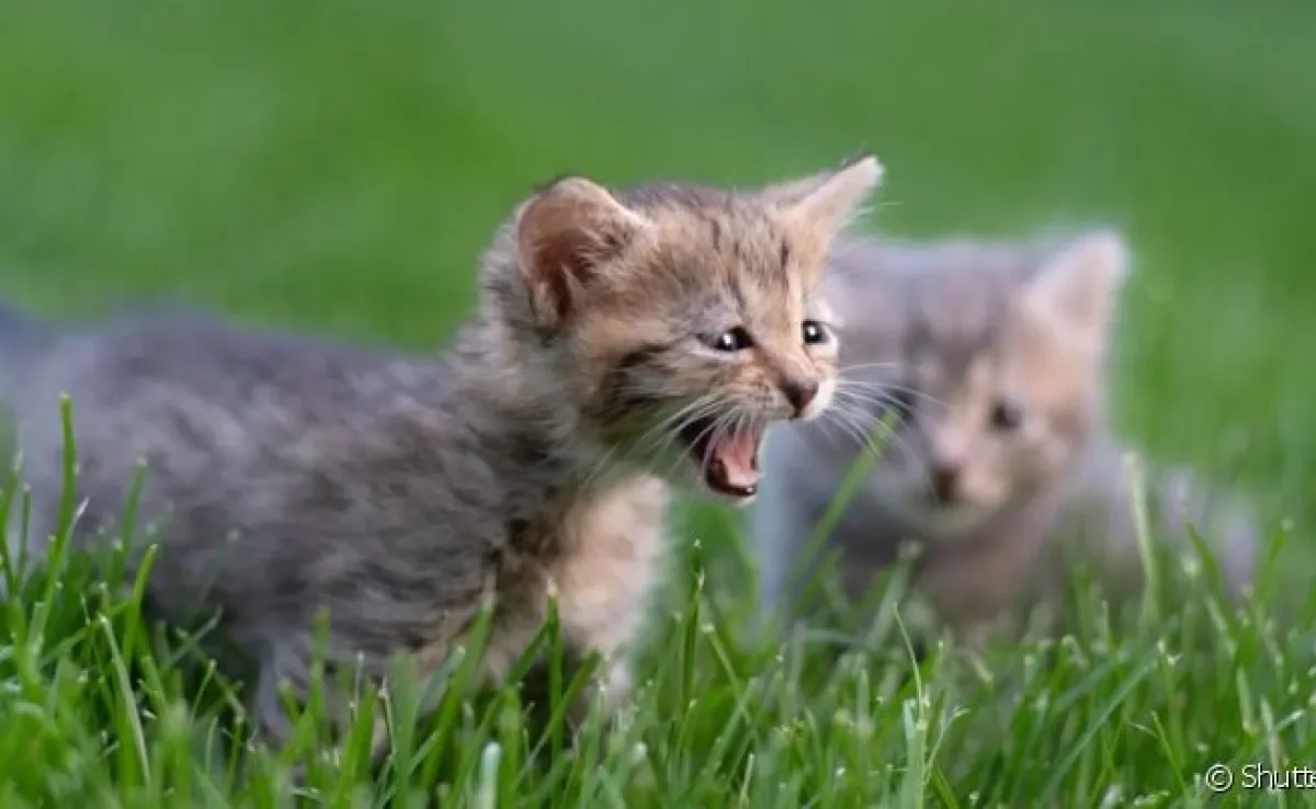  O gato chorando apresenta um miado mais agudo que o normal 