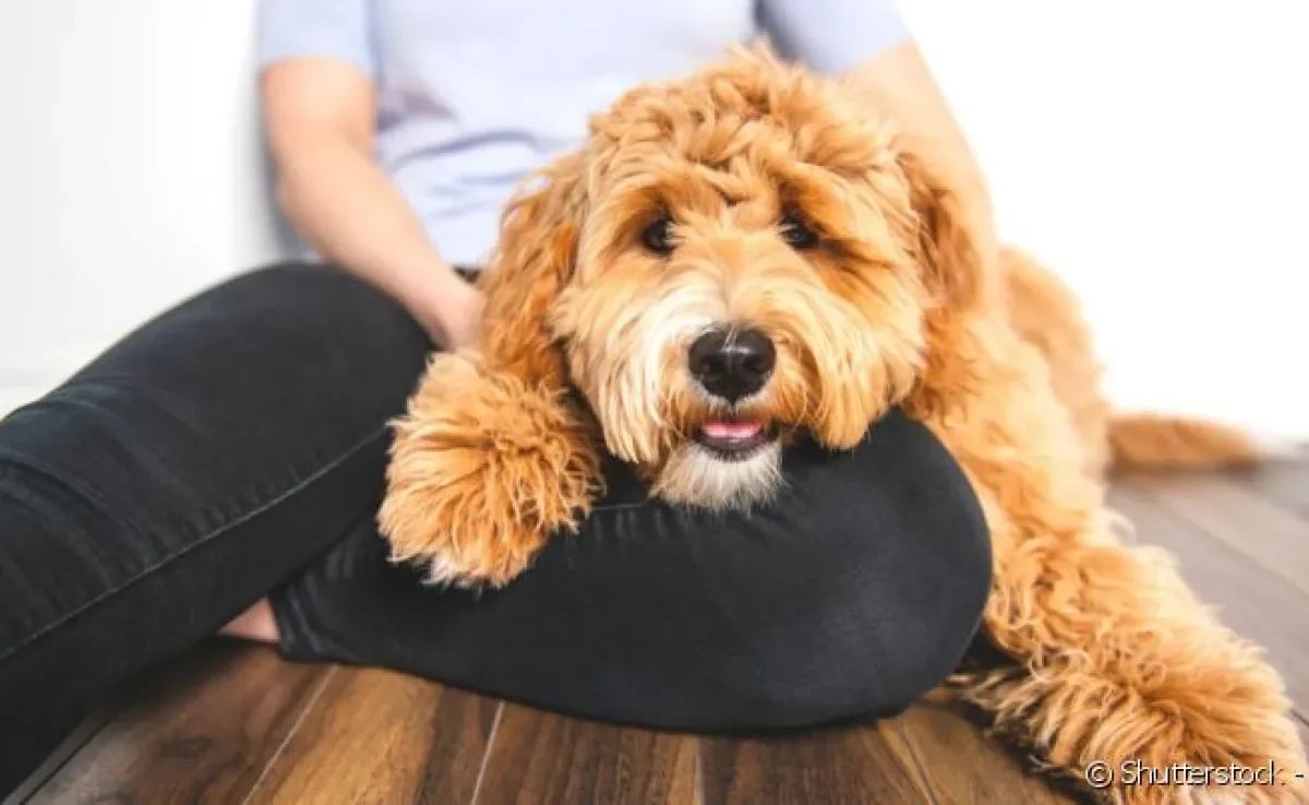 Cachorro Labradoodle é uma mistura de L abrador com Poodle. 