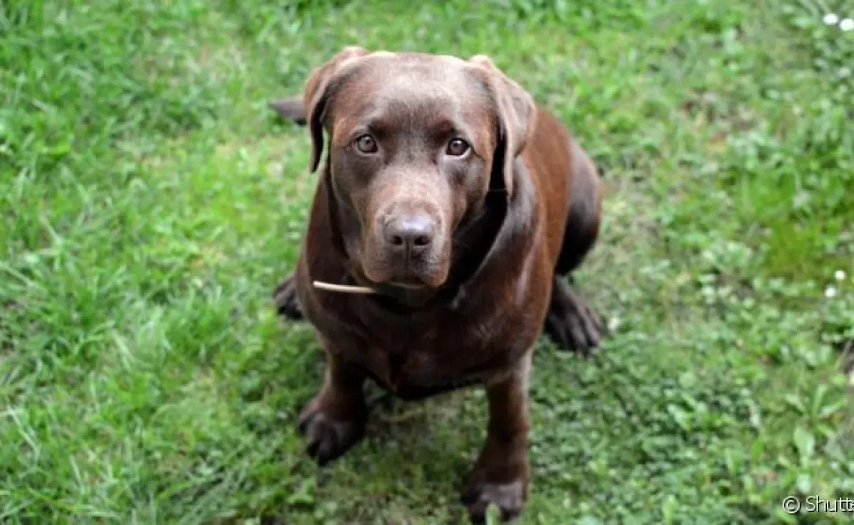 Quando o cachorro come lagartixa, pode acabar desenvolendo uma doença chamada platinosomose