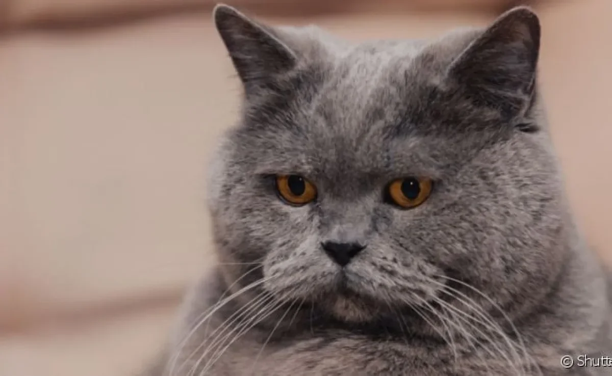 Meu gato mudou comigo: o gato triste e quieto precisa de atenção