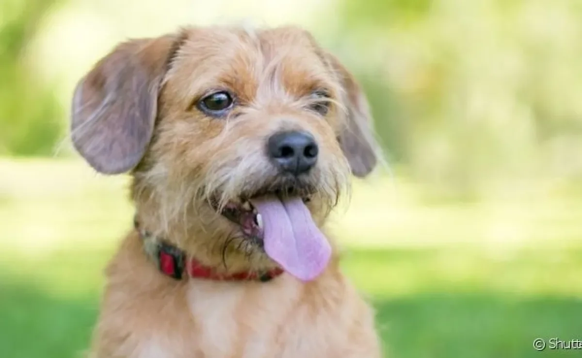 Há muitos nomes para cachorro que fazem sucesso, mas você também pode usar sua criatividade nessas horas