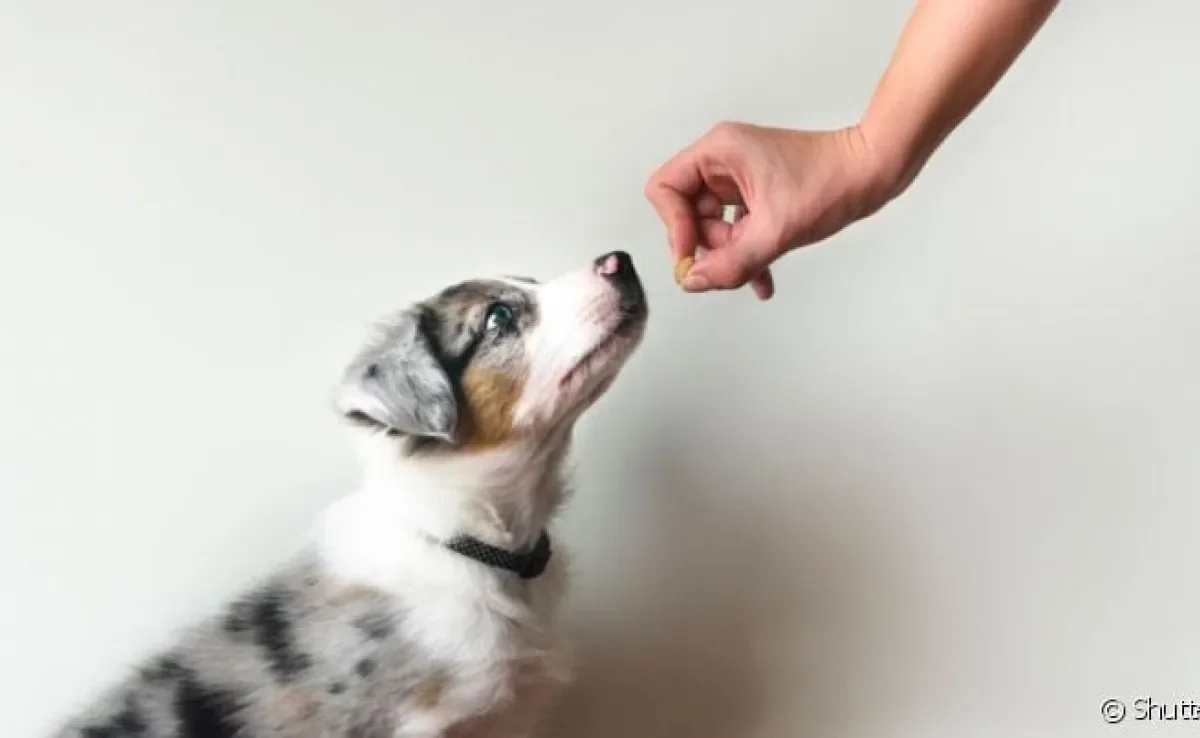 Como adestrar um cachorro filhote: passo a passo a seguir mostra tudo que você precisa saber