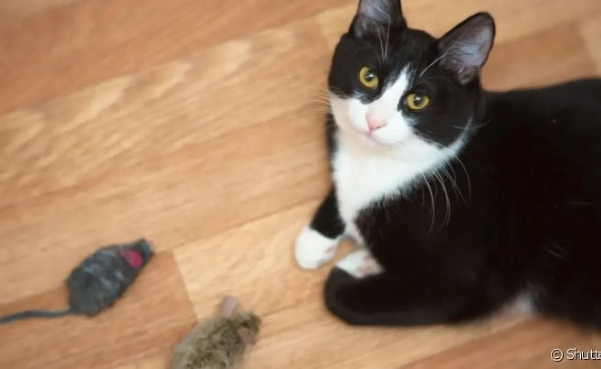 O presente de gato para o tutor pode ser um rato ou um inseto morto