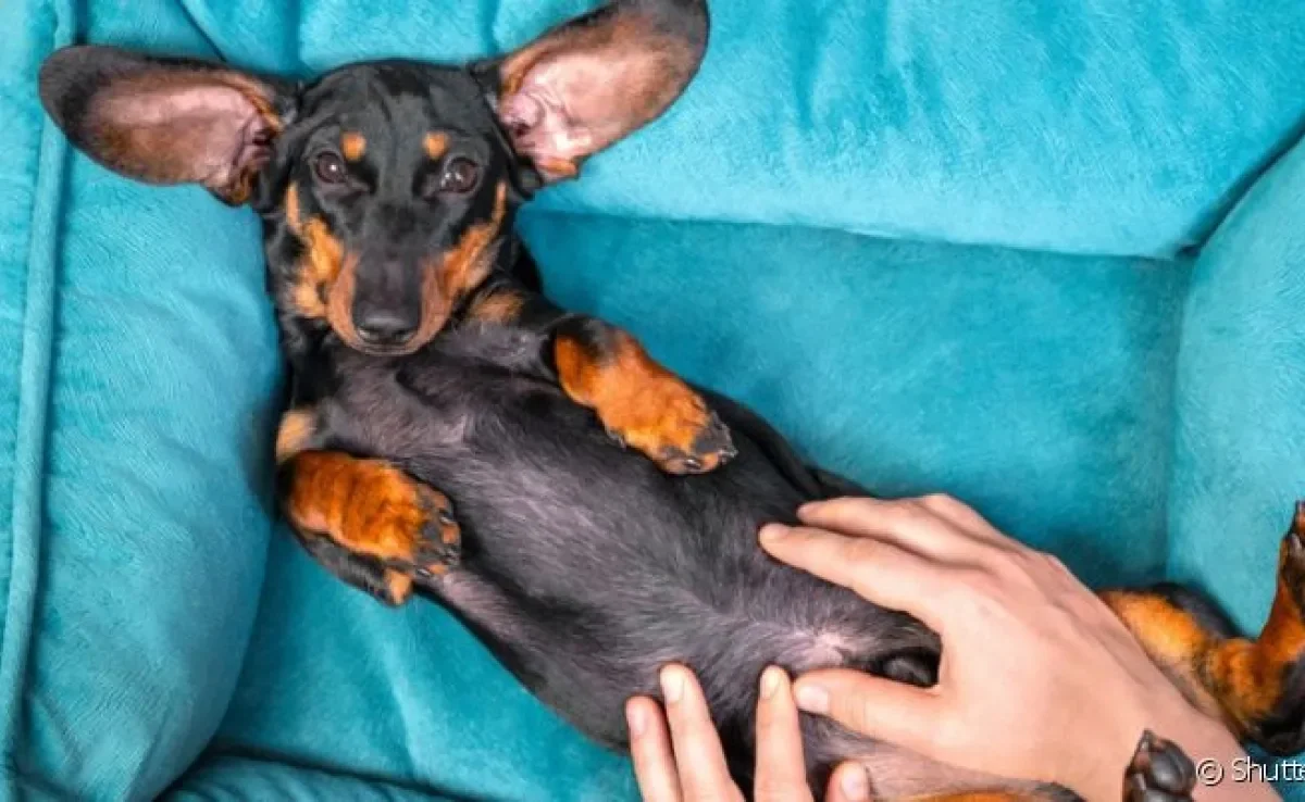 O priapismo canino é uma doença rara, mas bastante perigosa para os cães machos
