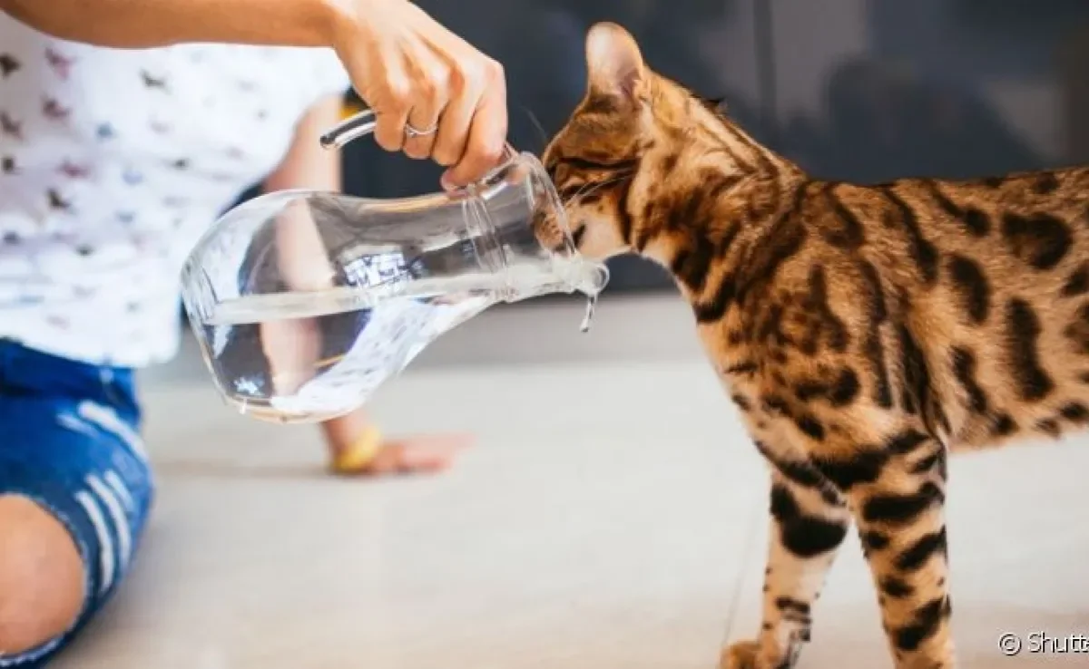 Pode dar soro caseiro para gato, desde que a desidratação do animal seja leve