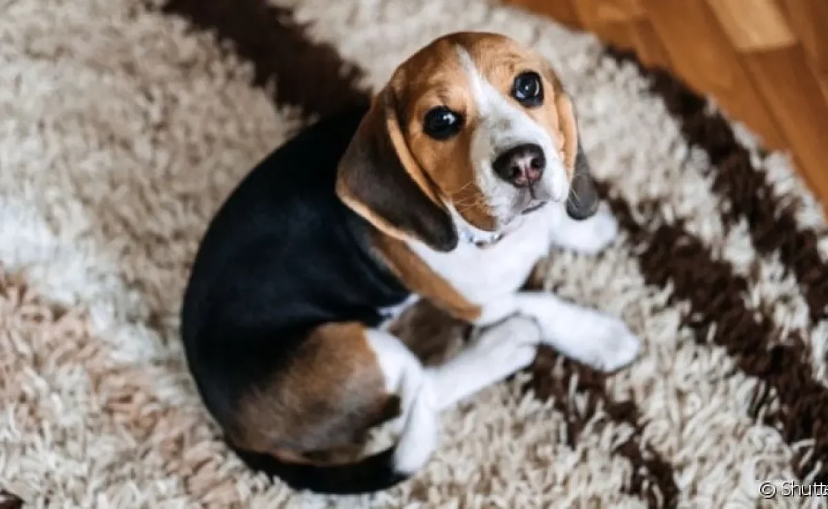  Suco de quiabo para cachorro com cinomose, verdade ou mito?