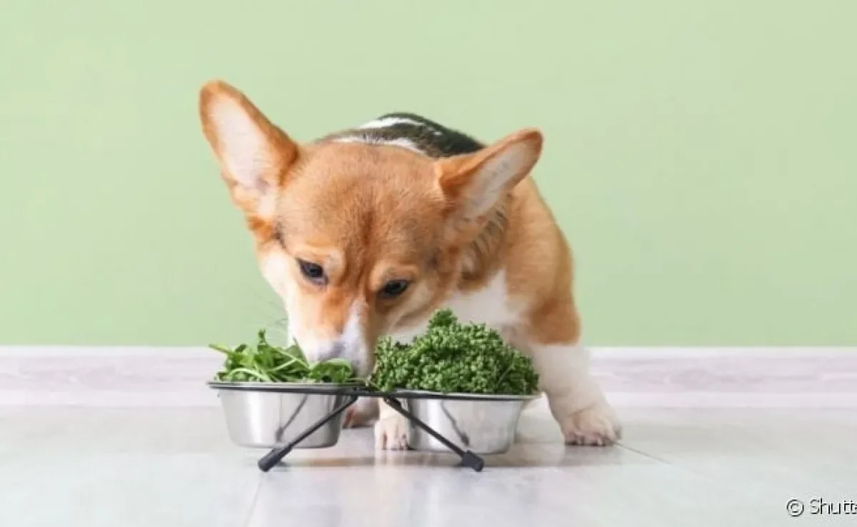 Temperos que o cachorro pode comer: moderação é sempre o recomendado