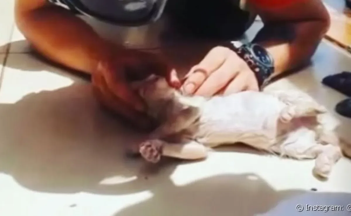 Filhote de gato é reanimado após entrar em parada cardiorrespiratória durante resgate