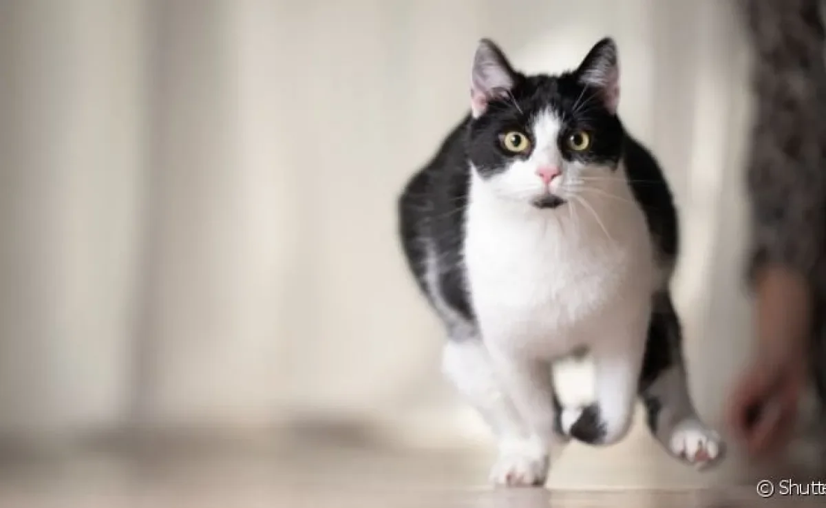 As atividades frenéticas aleatórias podem ocorrer tanto em cães quanto nos gatos