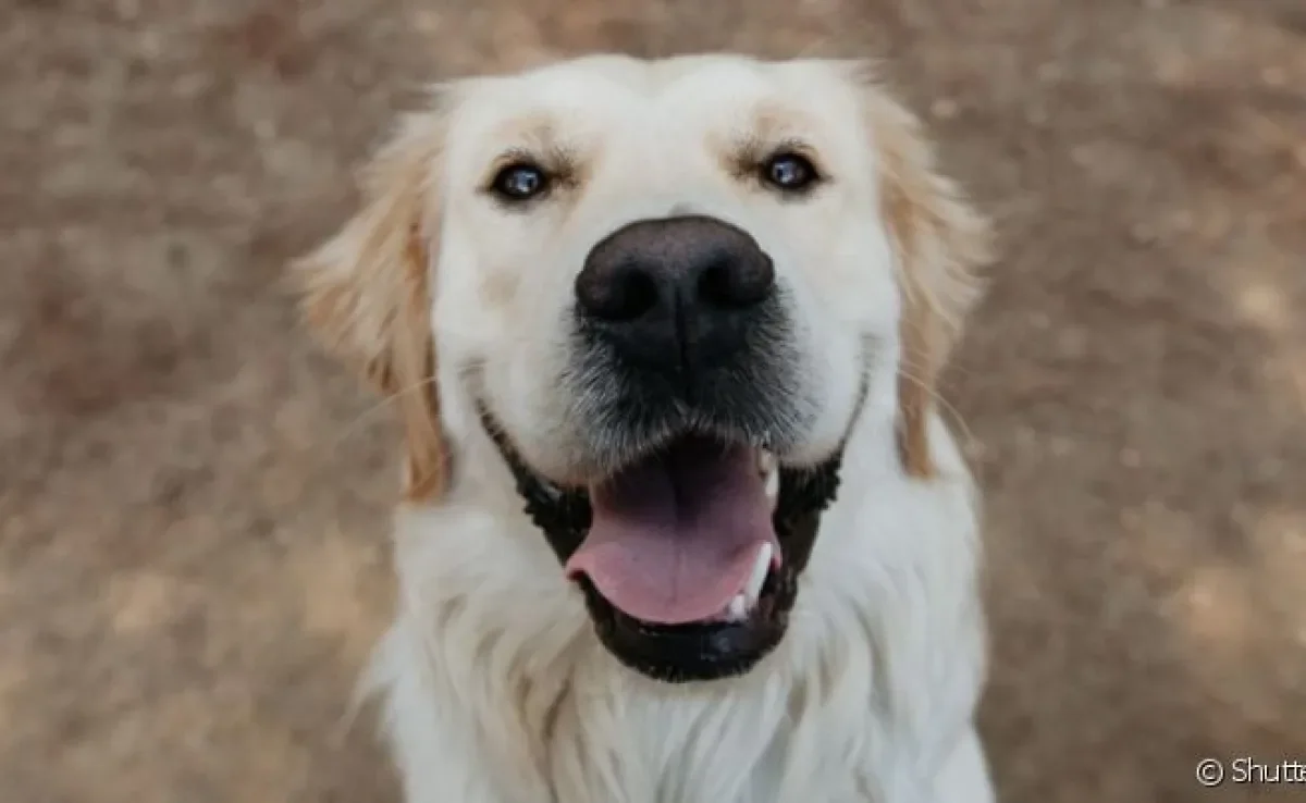  Muitas sugestões de nome para cachorro Labrador pra você escolher 