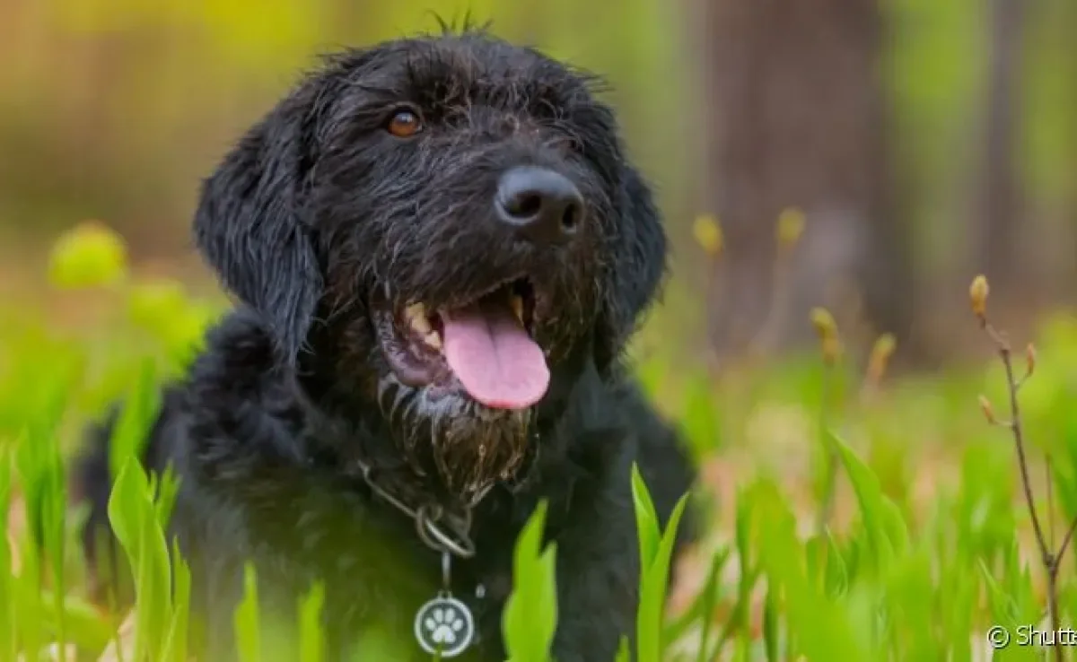 Nomes para cachorro: são muitas possibilidades inspiradas em séries de televisão